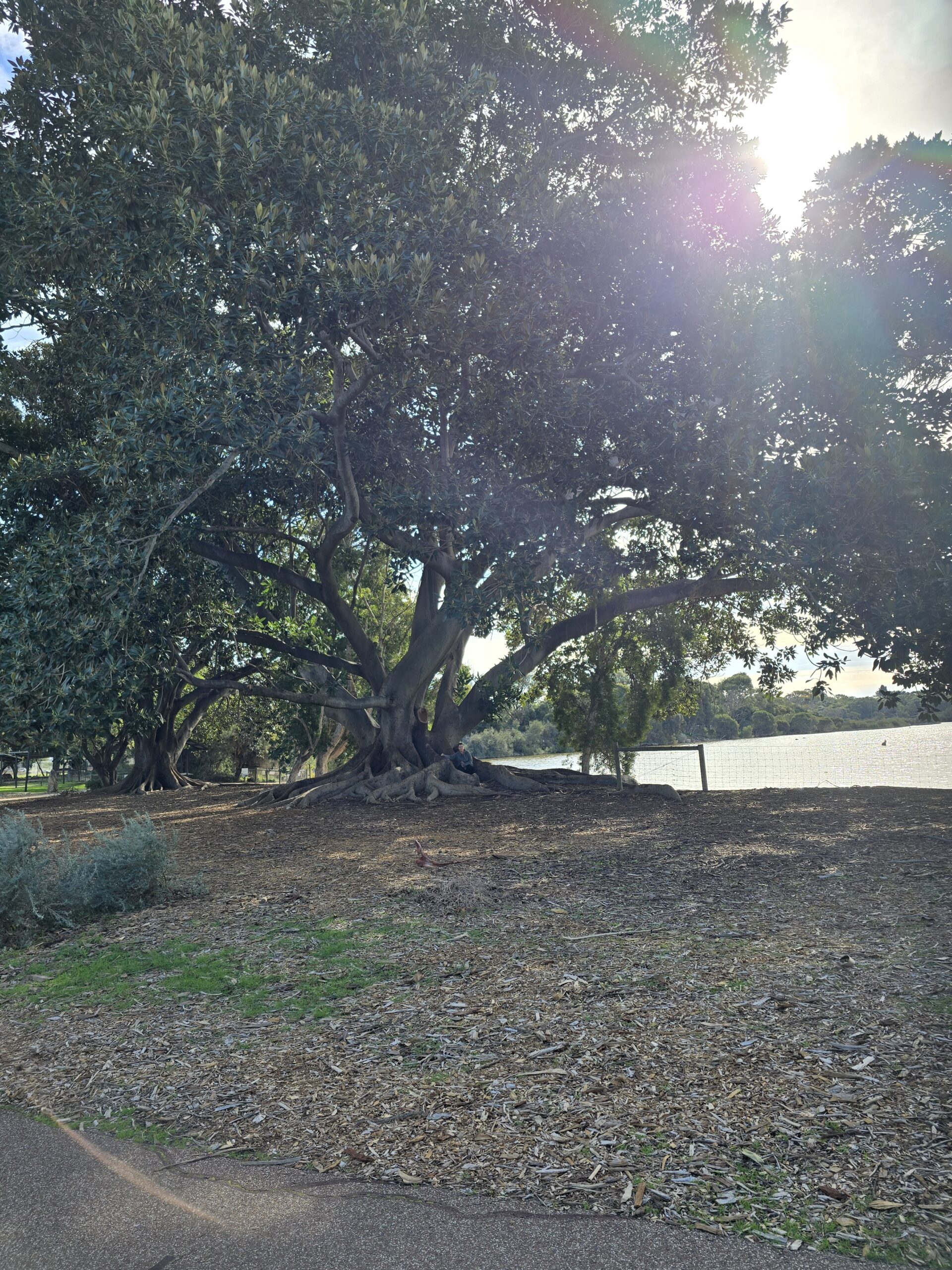 Kate Tree 20260704_132051.jpg